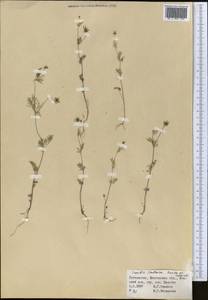 Scandix stellata Banks & Sol., Middle Asia, Pamir & Pamiro-Alai (M2) (Uzbekistan)