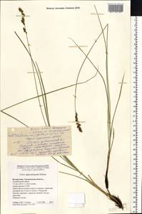 Carex appropinquata Schumach., Eastern Europe, Belarus (E3a) (Belarus)
