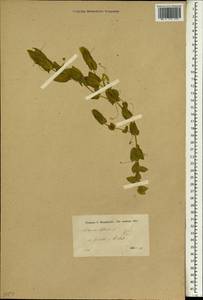 Lathyrus aphaca L., South Asia, South Asia (Asia outside ex-Soviet states and Mongolia) (ASIA) (Turkey)