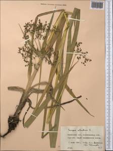 Scirpus sylvaticus L., Middle Asia, Northern & Central Kazakhstan (M10) (Kazakhstan)