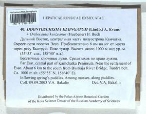 Odontoschisma elongatum (Lindb.) A. Evans, Bryophytes, Bryophytes - Chukotka & Kamchatka (B21) (Russia)