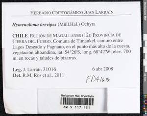 Hymenoloma antarcticum (Müll. Hal.) Ochyra, Bryophytes, Bryophytes - America (BAm) (Chile)