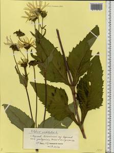 Silphium perfoliatum L., Eastern Europe, Lower Volga region (E9) (Russia)