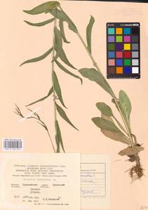 Campanula rapunculus L., Eastern Europe, North Ukrainian region (E11) (Ukraine)