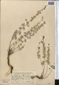 Artemisia rutifolia Steph. ex Spreng., Middle Asia, Northern & Central Tian Shan (M4) (Kyrgyzstan)