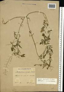 Rorippa sylvestris (L.) Besser, Eastern Europe, Central region (E4) (Russia)