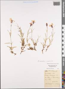 Dianthus repens, Siberia, Western Siberia (S1) (Russia)