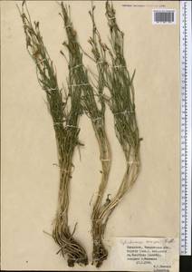 Cylindrocarpa sewerzowii (Regel) Regel, Middle Asia, Western Tian Shan & Karatau (M3) (Kazakhstan)