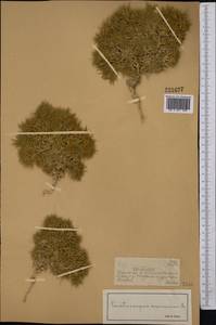 Ceratocarpus arenarius L., Middle Asia, Dzungarian Alatau & Tarbagatai (M5) (Kazakhstan)