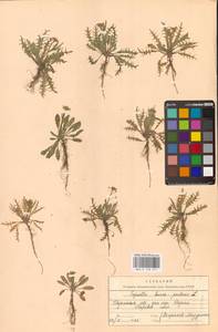 Capsella bursa-pastoris (L.) Medik., Eastern Europe, Central region (E4) (Russia)