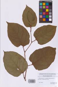 Reynoutria japonica Houtt., Eastern Europe, Moscow region (E4a) (Russia)