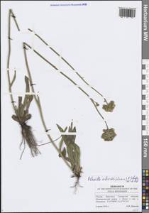 Pilosella echioides subsp. echioides, Eastern Europe, Middle Volga region (E8) (Russia)