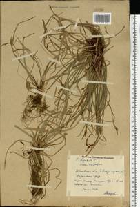Carex digitata L., Eastern Europe, Central forest region (E5) (Russia)