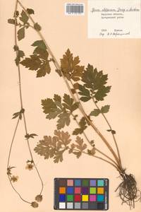 Geum aleppicum Jacq., Siberia, Russian Far East (S6) (Russia)