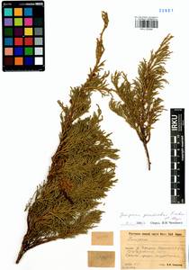 Juniperus pseudosabina Fisch. & C.A.Mey., Siberia, Baikal & Transbaikal region (S4) (Russia)