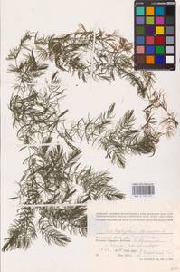 Ceratophyllum demersum L., Eastern Europe, Lower Volga region (E9) (Russia)