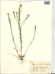 Erysimum leucanthemum (Stephan) B. Fedtsch., Middle Asia, Muyunkumy, Balkhash & Betpak-Dala (M9) (Kazakhstan)