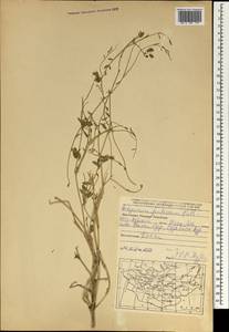 Corethrodendron fruticosum (Pall.) B.H.Choi & H.Ohashi, Mongolia (MONG) (Mongolia)