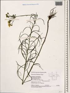 Hieracium umbellatum L., Eastern Europe, Central region (E4) (Russia)