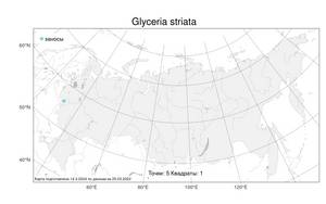 Glyceria striata (Lam.) Hitchc., Atlas of the Russian Flora (FLORUS) (Russia)