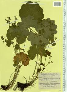 Alchemilla denticulata Juz., Eastern Europe, Eastern region (E10) (Russia)