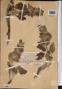 Phlomoides tianschanica (Popov) Adylov, Kamelin & Makhm., Middle Asia, Western Tian Shan & Karatau (M3) (Kazakhstan)