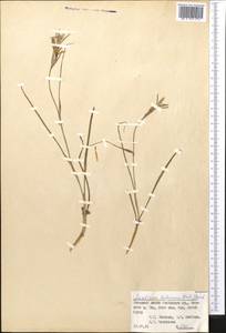 Ixiolirion tataricum (Pall.) Schult. & Schult.f., Middle Asia, Pamir & Pamiro-Alai (M2) (Kyrgyzstan)