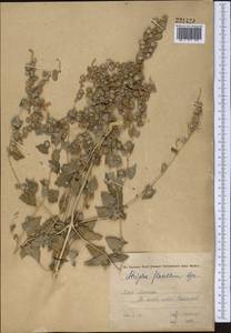 Atriplex flabellum Bunge ex Boiss., Middle Asia, Karakum (M6) (Turkmenistan)