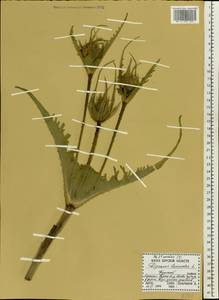 Dipsacus laciniatus L., Eastern Europe, Central forest-and-steppe region (E6) (Russia)