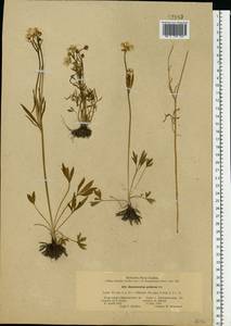 Ranunculus pedatus Waldst. & Kit., Eastern Europe, South Ukrainian region (E12) (Ukraine)