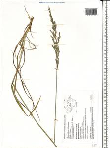 Festulolium loliaceum (Huds.) P.Fourn., Eastern Europe, Central region (E4) (Russia)