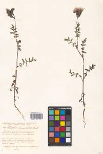 Phacelia tanacetifolia Benth., Eastern Europe, Moscow region (E4a) (Russia)