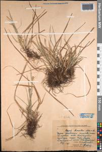Carex diluta M.Bieb., Middle Asia, Northern & Central Kazakhstan (M10) (Kazakhstan)