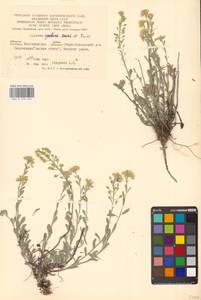 Alyssum gmelinii Jord. & Fourr., Eastern Europe, Central forest-and-steppe region (E6) (Russia)