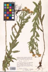 Pentanema asperum (Poir.) G. V. Boiko & Korniy., Eastern Europe, Lower Volga region (E9) (Russia)
