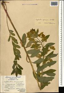 Euphorbia squamosa Willd., Caucasus, South Ossetia (K4b) (South Ossetia)