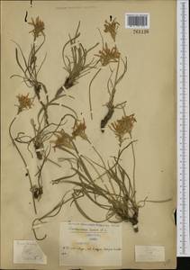 Podospermum roseum (Waldst. & Kit.) Gemeinholzer & Greuter, Western Europe (EUR) (Serbia)