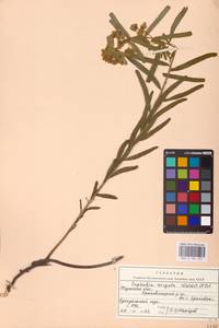 Euphorbia virgata Waldst. & Kit., Eastern Europe, Central region (E4) (Russia)