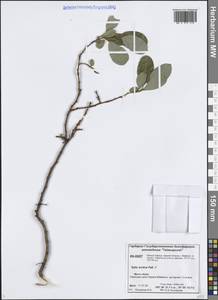 Salix arctica Pall., Siberia, Central Siberia (S3) (Russia)