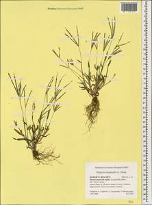 Digitaria sanguinalis (L.) Scop., Caucasus, Krasnodar Krai & Adygea (K1a) (Russia)