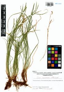 Carex pediformis var. macroura (Meinsh.) Kük., Siberia, Western Siberia (S1) (Russia)