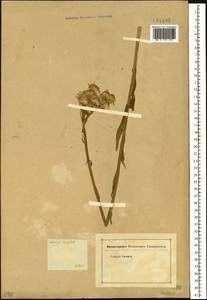 Senecio, Siberia (no precise locality) (S0) (Russia)