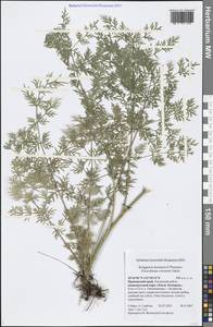 Kitagawia komarovii Pimenov, Siberia, Russian Far East (S6) (Russia)