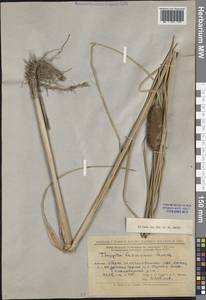 Typha laxmannii Lepech., Eastern Europe, Lower Volga region (E9) (Russia)