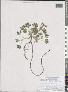 Potentilla cinerea subsp. incana (G.Gaertn., B.Mey. & Scherb.) Asch., Eastern Europe, Central forest-and-steppe region (E6) (Russia)