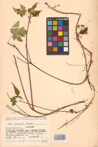Acer tschonoskii Maxim., Siberia, Russian Far East (S6) (Russia)