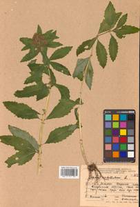 Hylotelephium verticillatum (L.) H. Ohba, Siberia, Russian Far East (S6) (Russia)