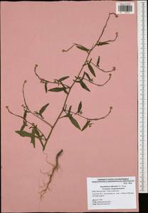 Sisymbrium officinale (L.) Scop., Eastern Europe, Central region (E4) (Russia)