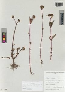 Bidens cernua L., Siberia, Altai & Sayany Mountains (S2) (Russia)