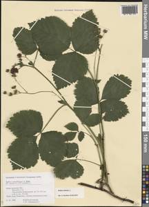 Rubus caesius L., Eastern Europe, Volga-Kama region (E7) (Russia)
